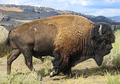 American bison, national mammal of the United States