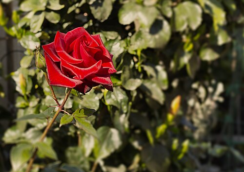 Red rose, national flower of the United States